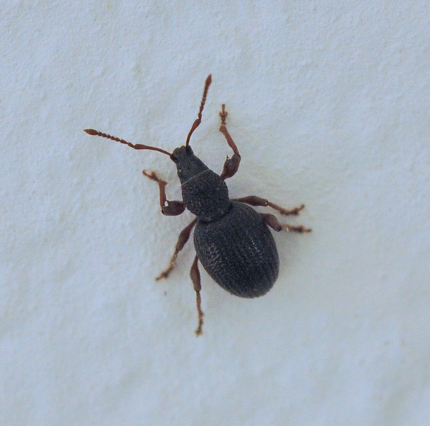 curculionidae minuscolo